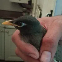 مرغ مینا