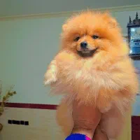 پامر خرسی بوفیس|سگ|رشت, دیانتی|دیوار