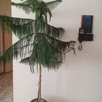 کاج مطبخ