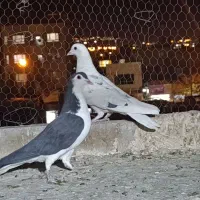 کفتر|پرنده|سرایان, |دیوار