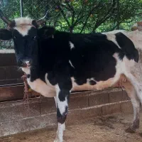 گاو دورگ صحرایی 7ماه ابستن