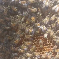 عسل طبیعی از تولید کننده بخر|خوردنی و آشامیدنی|قم, اسمعیل آباد|دیوار