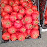 جهت خرید میوه برای آشپزخانه ها و رستوران تالار|خوردنی و آشامیدنی|سبزوار, میدان بار|دیوار