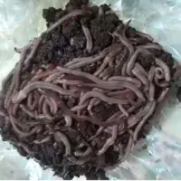 کرم خاکی ۱۰۰عدد ۲۰۰ هزار