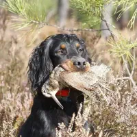 توله آلمانی اصیل ۴ماهه|سگ|صومعهسرا, |دیوار