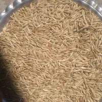 جومحلی