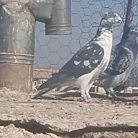 نر جنگلی بی نظیر ب ضمانت تیر شوبازی|پرنده|نیمبلوک, |دیوار