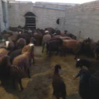 گوسفند با بره