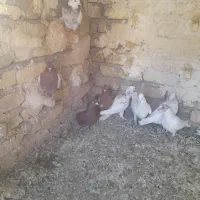 کفتر بهبونی وپلاکی