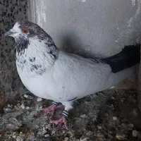 کبوتر نر کاشونی پرشی کله دم سبز