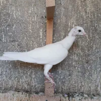 کبوتر