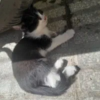 واگذاری رایگان گربه