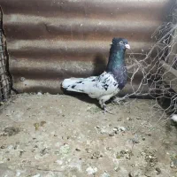 معاوضه درکوار|پرنده|میمند, |دیوار