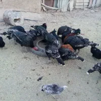 بجوجه بوقلون فروشی قیمت مناسب