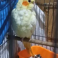 عروس هلندی با جوجه|پرنده|چمران, |دیوار