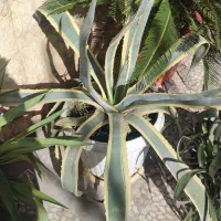 آگاو بزرگ|گل و گیاه طبیعی|رشت, دیلمان|دیوار