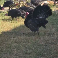 فروش بوقلمون و مرغ هر کدام ۱۰۰ عدد، تکی فروش داریم