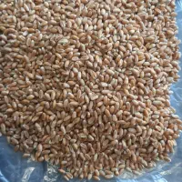 ده تن بذرگندم بوجاری شده باسیلو