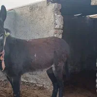 خر نر|حیوانات مزرعه|نظرآباد, نجم آباد|دیوار