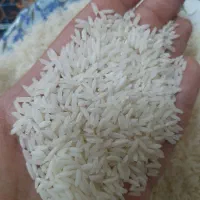 برنج هاشمی درجه یک سورتینگ شده آستانه