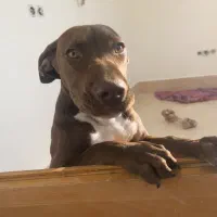 واگذاری۱۰میلیون پیتبول