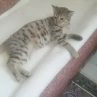 واگذاری گربه|گربه|ارومیه, |دیوار