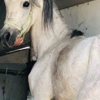 اسب عرب