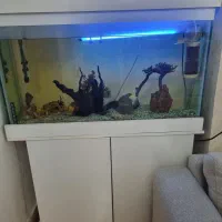 اکواریوم