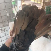 کفتر سینه|پرنده|شیراز, کوشک میدان|دیوار