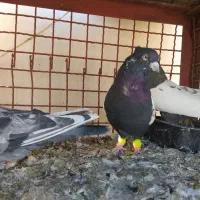 کفتر رنگه|پرنده|مشهد, گوهرشاد|دیوار