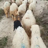 بره|حیوانات مزرعه|رامهرمز, |دیوار