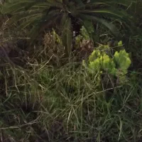 درخت سیکاس ۲۰ساله