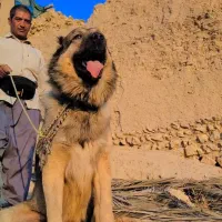 فروش سگ سراب زات قدیم