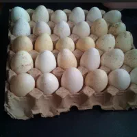 تخم بوقلمون نطفه دار|حیوانات مزرعه|آشخانه, |دیوار