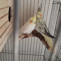 عروس هلندی مولد