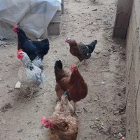 مرغ و خروس محلی بدون واکسن