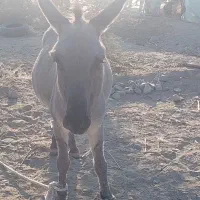 الاغ عشایری