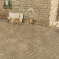 درشت مولد خوب براتوله کشی پاپی هم بازیگوش|سگ|تربت جام, معدآباد|دیوار