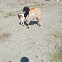 بزبزغاله|حیوانات مزرعه|مشهد, کلاته برفی|دیوار