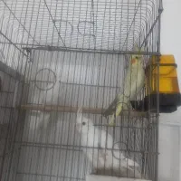 سه عروس هلندی ۸ماه