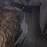 ماده خراسانی۹ماهه