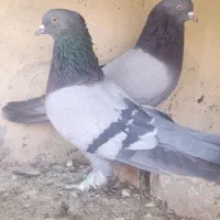 کبوتر نر و ماده|پرنده|خمینی‌شهر, |دیوار