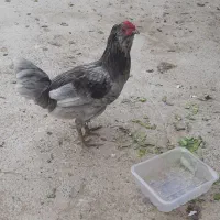 مرغ وخروس گلین