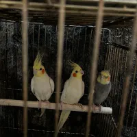 طوطی عروس هلندی ماده مست جفت مولد،ابزار الات