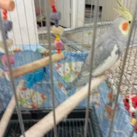 عروس هلندی|پرنده|ری, شهادت|دیوار