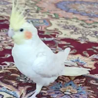 عروس هلندی فروشی|پرنده|سمیرم, |دیوار