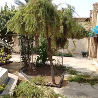 باغبانی.گل کاری.نگهداری|خدمات باغبانی و درختکاری|اهواز, کیانپارس |دیوار