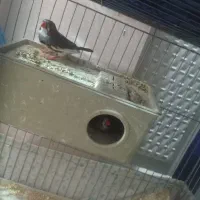 کوتوله مولد با چهارتخم مرغ عشق کمیاب بنفش فنچ|پرنده|تبریز, |دیوار