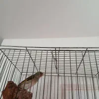 سهره قناری نر