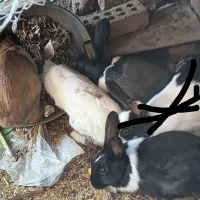 خرگوش|موش و خرگوش|آق قلا, |دیوار